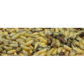 LARVES DE GUEPES MADA 200G