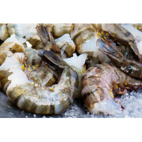 QUEUES CAMARONS 16/20 - 280G