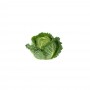 Chou vert pièce